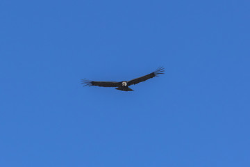 Beautiful flight of the Condor