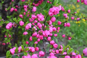 Sakura Flower or Cherry Blossom With Beautiful Nature Background