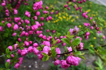 Obraz premium Sakura Flower or Cherry Blossom With Beautiful Nature Background