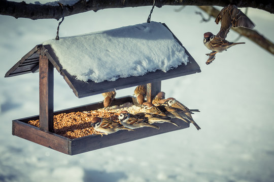 Sparrows on a feeder in winter