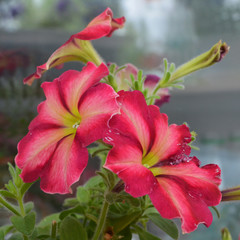 Obraz na płótnie Canvas Petunia flowers with bright pink and red petals. Balcony gardening with blooming plants.