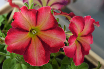 Beautiful petunia flowers with delicate petals. Closeup image.