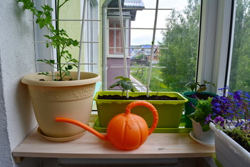 Urban small garden on the balcony. Plants in pots and containers and bright orange watering can on wooden windowsill.