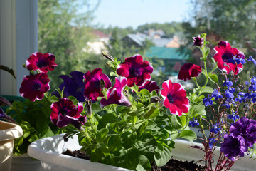 Fototapeta na wymiar Vibrant petunia flowers in sunny summer day. Small urban garden on the balcony with view on the roofs of houses.