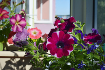 Small garden on the balcony with colorful petunia flowers in summer.