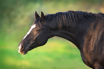 Black horse portrait in motion outdoor