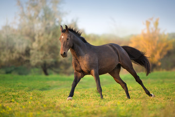 Obraz na płótnie Canvas Horse run gallop in green meadow