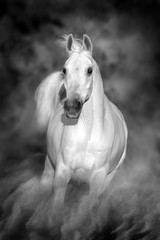 Obraz na płótnie Canvas Grey horse run gallop in desert sand