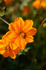 レンジ色の花　キバナコスモス