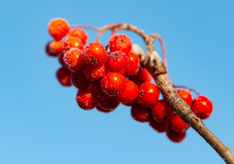 Rowan berries with ice