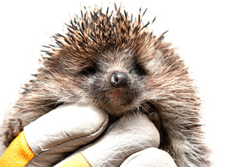 hedgehog in hand
