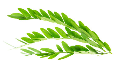 Green branch with leaves on white background