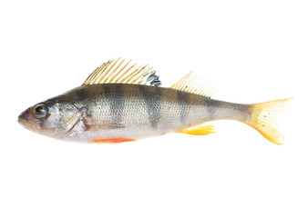 fish perch on white background