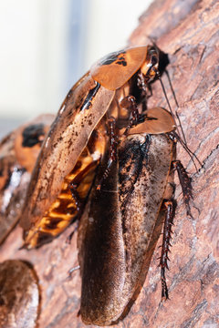 big exotic cockroach