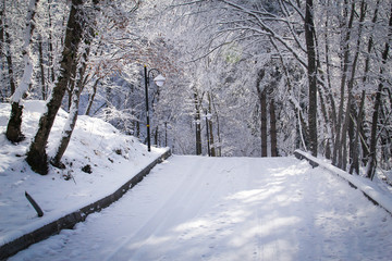 road in winter forest