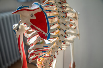 Brustwirbelsäule mit Schulterblatt, Wirbelknochen, Bandscheibe, Brustkorb und Rippen eines menschlichen Skelett Modell zur medizinischen Ausbildung