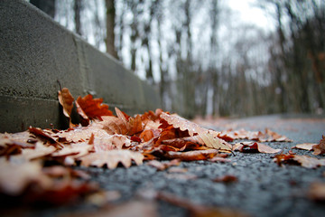 autumn leaves on the ground