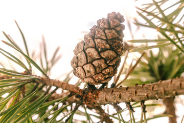 Pine cone on a branch