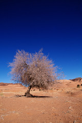 dead tree in the desert