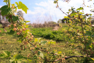 Branch of currant in bloom