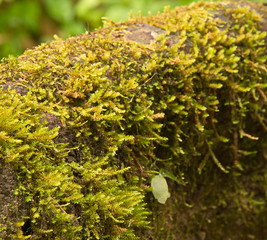 Moss covered trunk