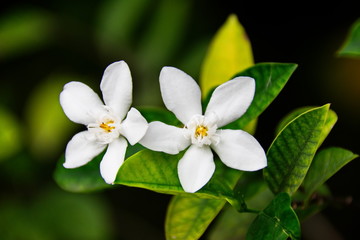 Obraz na płótnie Canvas White garden flower