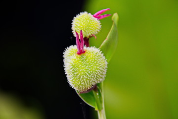 Indian shot flower