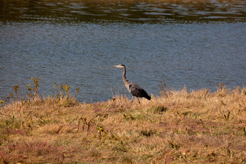 great blue heron in habitat