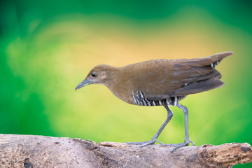 The slaty-legged crake or banded crake (Rallina eurizonoides) is a waterbird in the rail and crake...