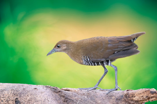 The slaty-legged crake or banded crake (Rallina eurizonoides) is a waterbird in the rail and crake family.