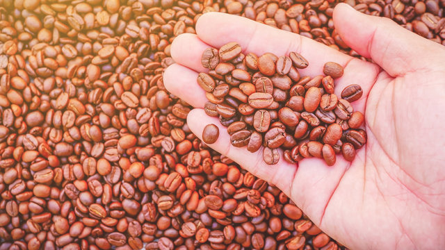 Dried coffee beans on the palm of the man by the background blurred dry coffee beans.