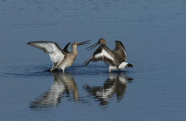 Two Black-tailed Godwit (Limosa limosa) fighting in a sea estuary in the UK.