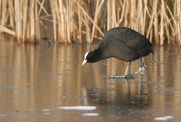 An adult Coot (Fulica atra) walking on a frozen lake.