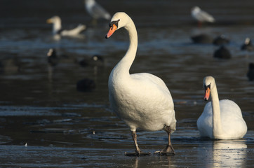 A Mute Swan (Cygnus olor) walking on a frozen lake.