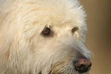 A headshot of a cute Labradoodle dog.