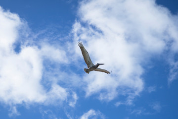 Brown Pelican (Pelecanus occidentalis) in flight over the ocean