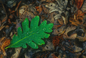 469-79 Oak Leaf and Leaf Litter