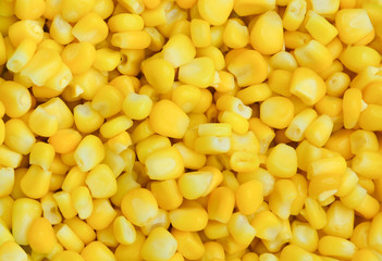 close up of ripe yellow sweet corn grains for background