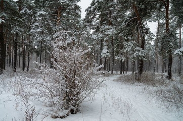 Winter snow forest. Snow lies on the branches of trees and bushes. Frosty snowy weather. Beautiful winter forest landscape.