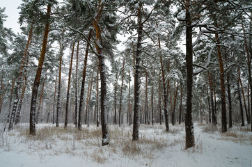 Winter snow forest. Snow lies on the branches of trees and bushes. Frosty snowy weather. Beautiful winter forest landscape.
