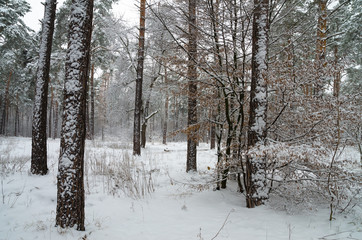 Winter snow forest. Snow lies on the branches of trees and bushes. Frosty snowy weather. Beautiful winter forest landscape.