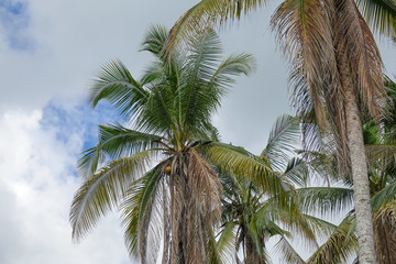 Obraz premium Coconut plam tree on a blue cloudy sky.