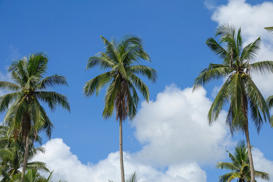 Coconut plam tree on a blue cloudy sky.
