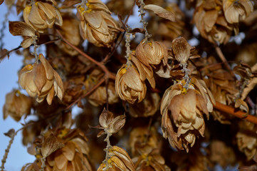 Dried seeds covered with a layer of snow