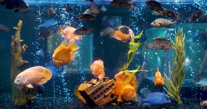 a flock of different fish in the aquarium