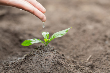 The hands are dripping water to the small seedlings, plant a tree, reduce global warming, World Environment Day