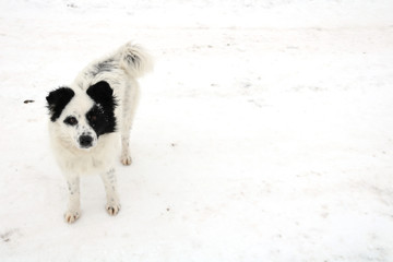 Puppy portrait in winter. Lonely hungry dog.