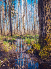 swamp in the forest