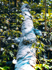 birch lies in the forest