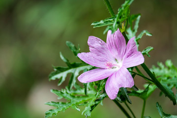 Fototapeta premium Flowers in Garmisch-Partenkirchen